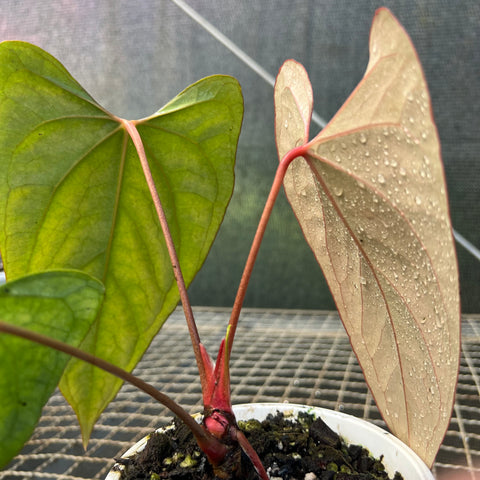 Anthurium 'Dark Rubri' (papillilaminum x rubrinervium)