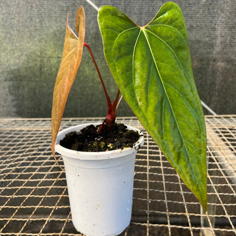 Anthurium 'Dark Rubri' (papillilaminum x rubrinervium)