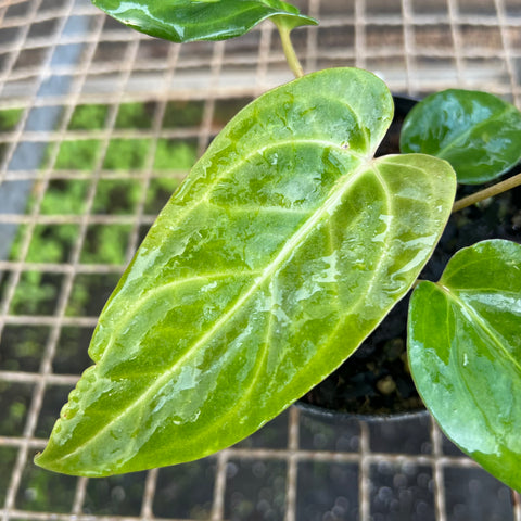 Anthurium 'Tropican 01'