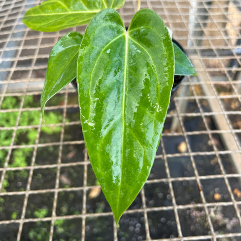 Anthurium 'Tropican 01'