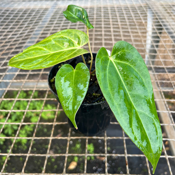 Anthurium 'Tropican 01'