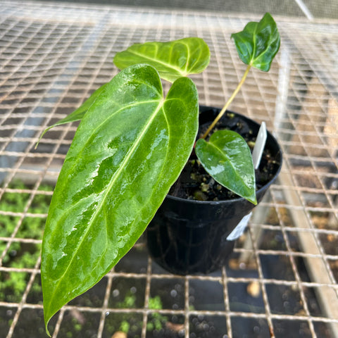 Anthurium 'Tropican 01'
