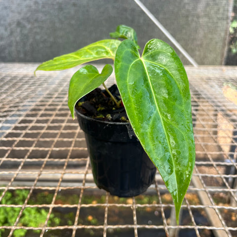 Anthurium 'Tropican 01'
