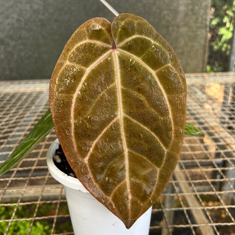 Anthurium AOS Scott Cohen x (Michele x Zara)