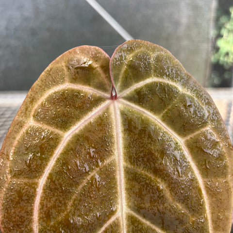Anthurium AOS Scott Cohen x (Michele x Zara)