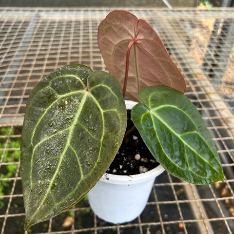 Anthurium AOS Scott Cohen x (Michele x Zara)