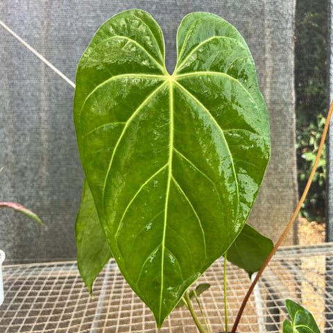 Anthurium NOID 'nativo'