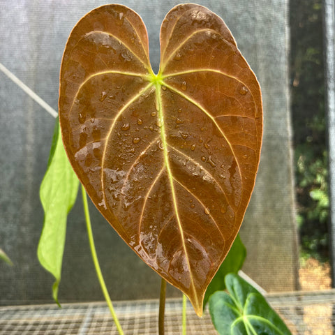 Anthurium NOID 'nativo'