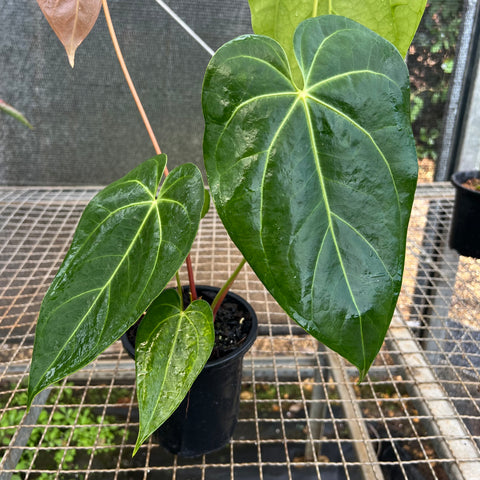 Anthurium NOID 'nativo'