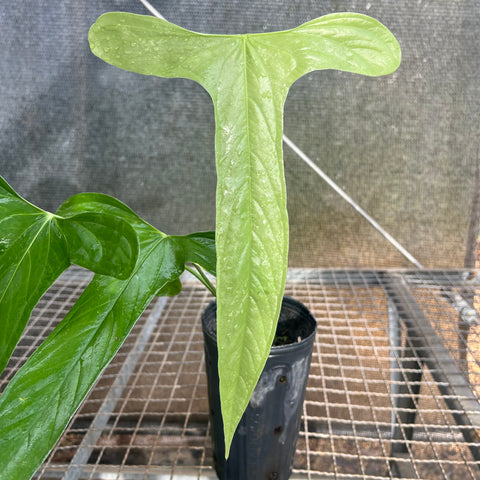 Anthurium  Moronense