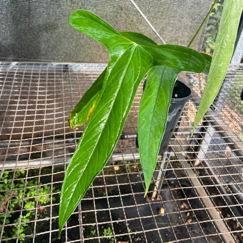 anthurium moronense Anthurium Moronense – Entre Raízes Botânica