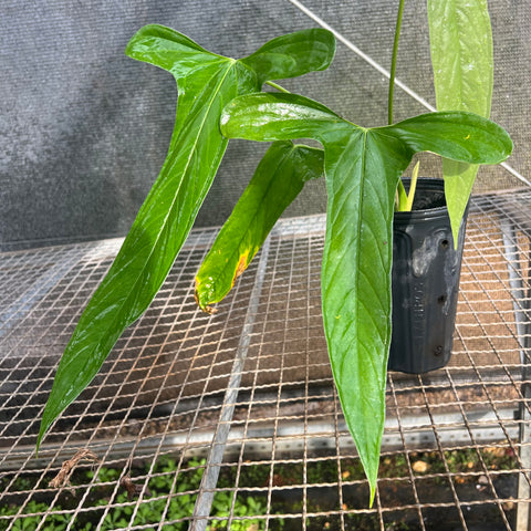 Anthurium  Moronense