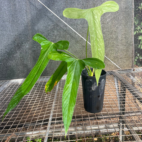 Anthurium  Moronense
