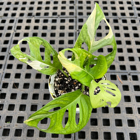 Monstera adansonii variegata