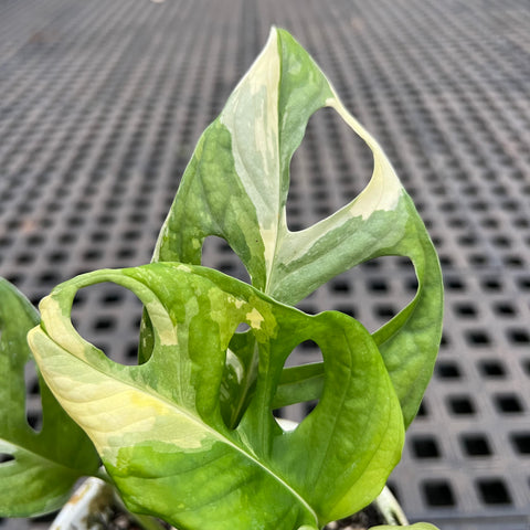 Monstera adansonii variegata