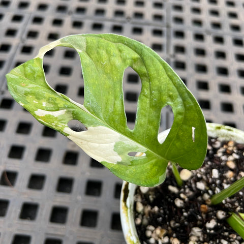 Monstera adansonii variegata