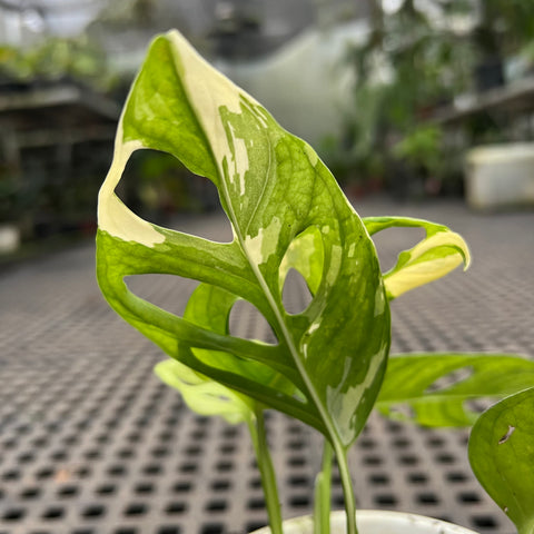 Monstera adansonii variegata