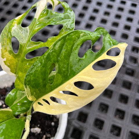 Monstera adansonii variegata