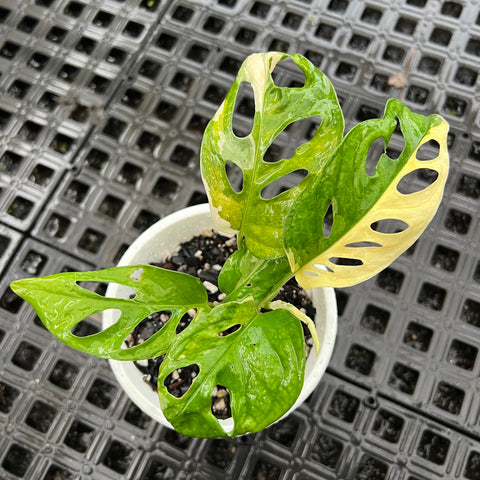 Monstera adansonii variegata