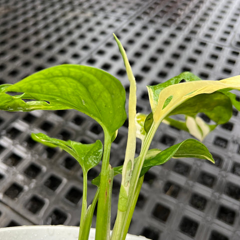 Monstera adansonii variegata