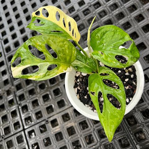 Monstera adansonii variegata