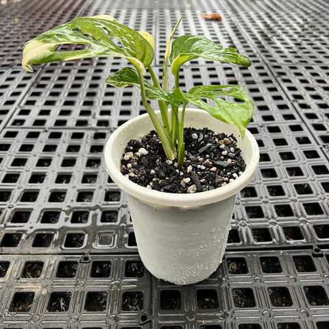 Monstera adansonii variegata