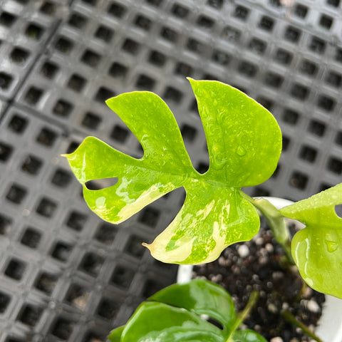 Rhaphidophora tetrasperma Variegata