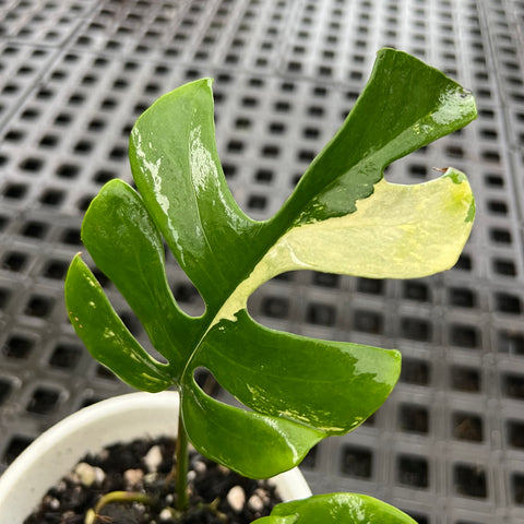Rhaphidophora tetrasperma Variegata