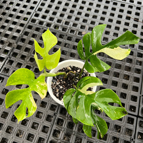 Rhaphidophora tetrasperma Variegata