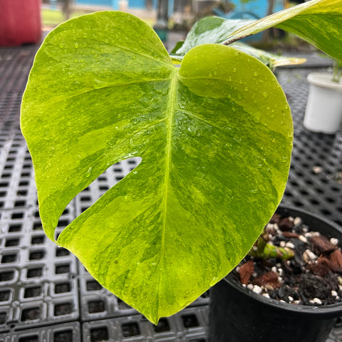 Monstera deliciosa 'áurea variegata'