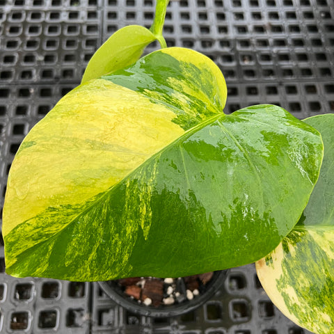 Monstera deliciosa 'áurea variegata'