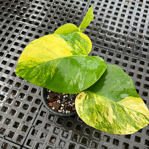 Monstera deliciosa 'áurea variegata'