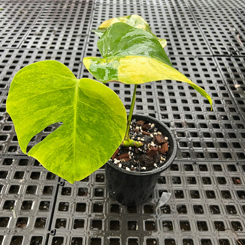 Monstera deliciosa 'áurea variegata'