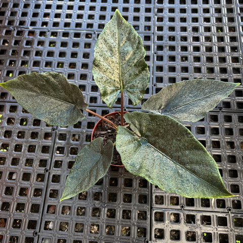 Alocasia Antoro 'velvet'