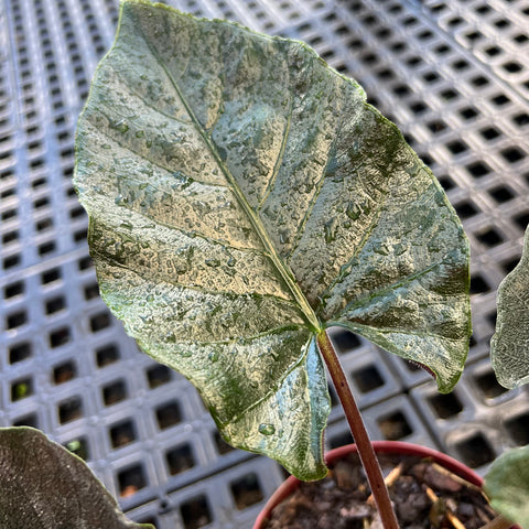 Alocasia Antoro 'velvet'