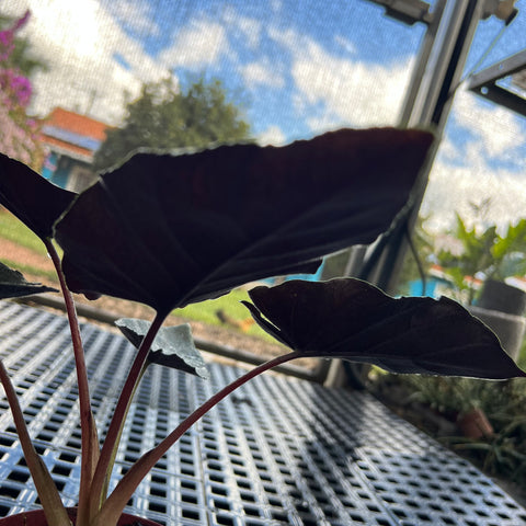 Alocasia Antoro 'velvet'