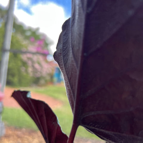 Alocasia Antoro 'velvet'