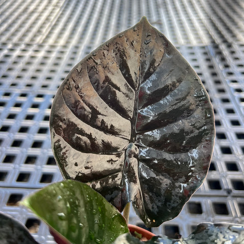 Alocasia Infernalis