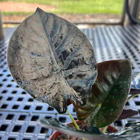 Alocasia Infernalis
