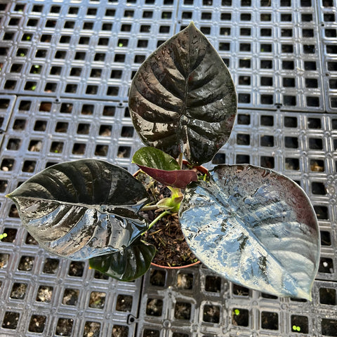 Alocasia Infernalis