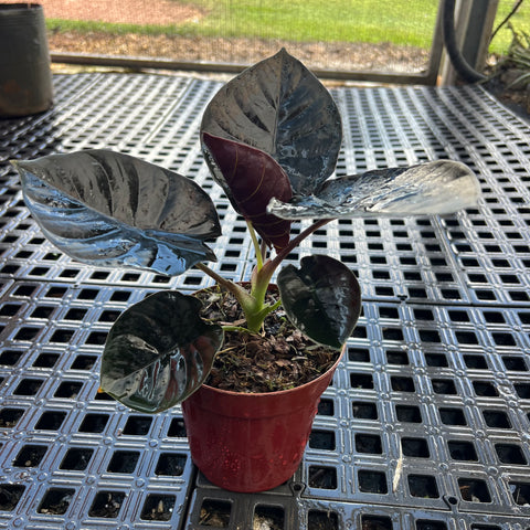 Alocasia Infernalis