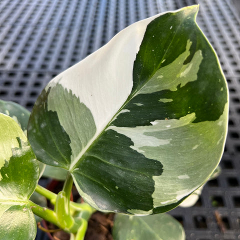Philodendron 'White Wizard'