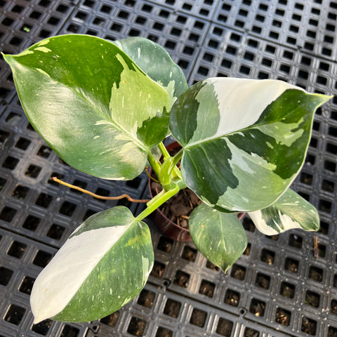 Philodendron 'White Wizard'