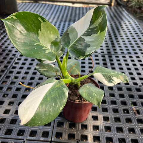 Philodendron 'White Wizard'