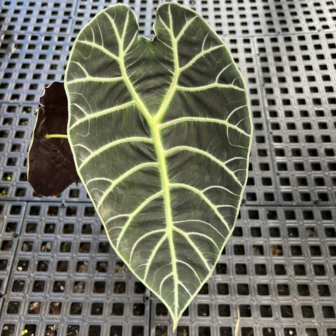 Alocasia watsoniana 'Tiffany'