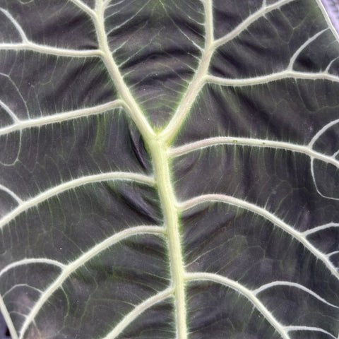 Alocasia watsoniana 'Tiffany'