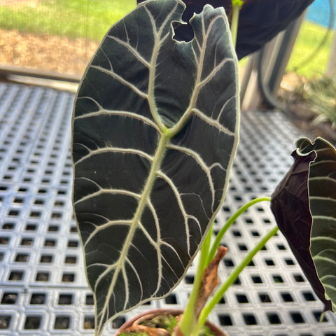 Alocasia watsoniana 'Tiffany'