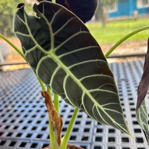 Alocasia watsoniana 'Tiffany'