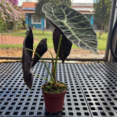 Alocasia watsoniana 'Tiffany'