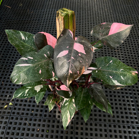 Philodendron 'Pink Princess' (Grande)